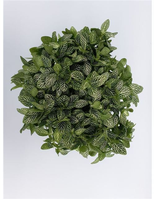 Fittonia verschaffeltii T15