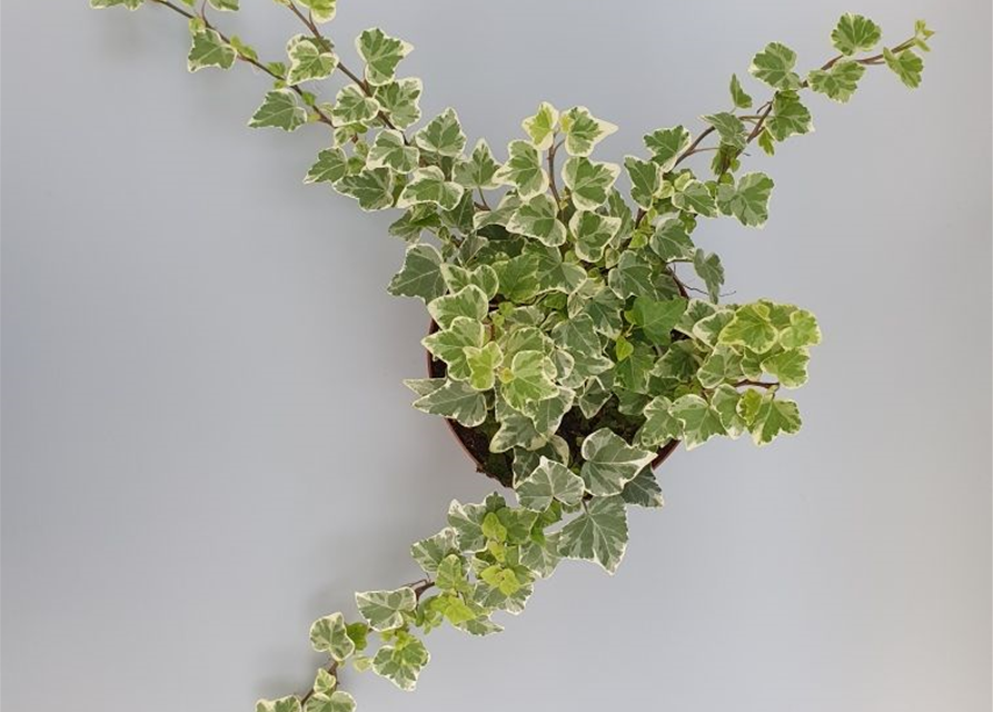 Hedera helix White Wonder ASP