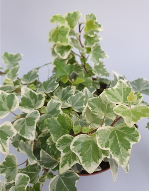 Hedera helix White Wonder ASP