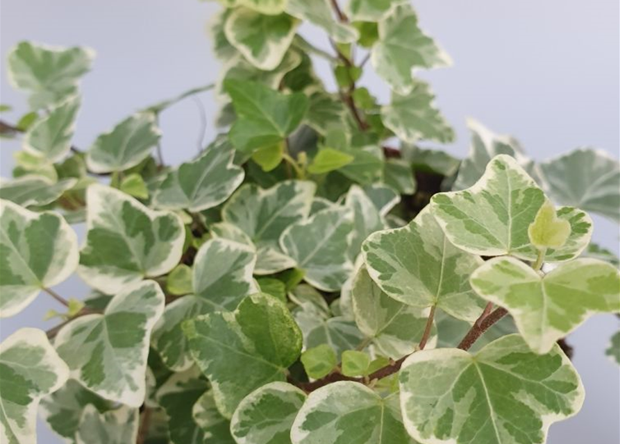 Hedera helix White Wonder ASP