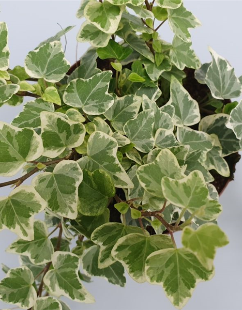 Hedera helix White Wonder ASP