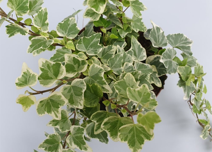 Hedera helix White Wonder ASP