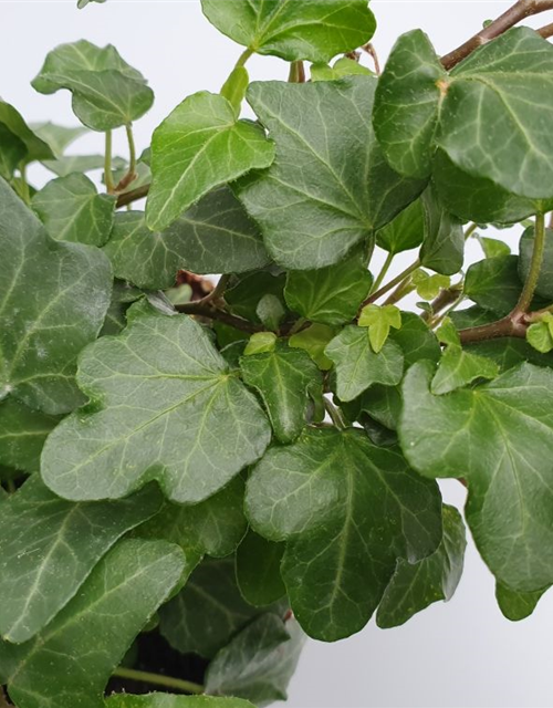 Hedera helix Wonder ASP