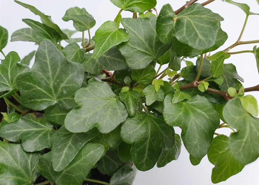 Hedera helix Wonder ASP