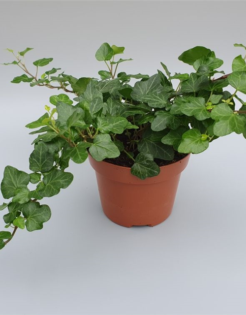 Hedera helix Wonder ASP