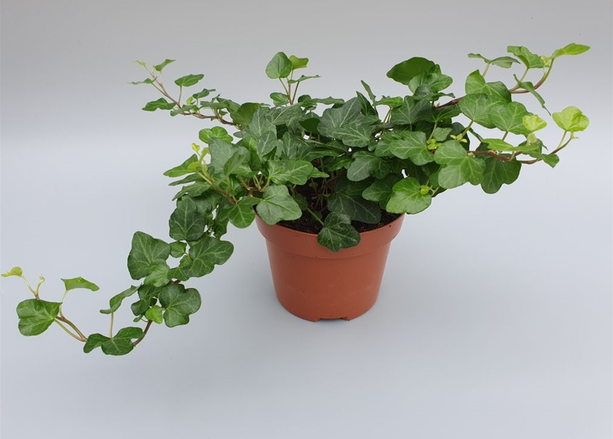 Hedera helix Wonder ASP