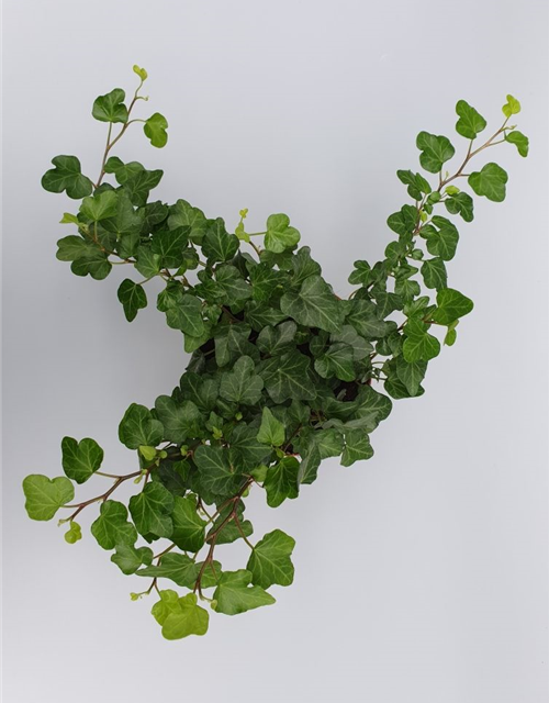 Hedera helix Wonder ASP