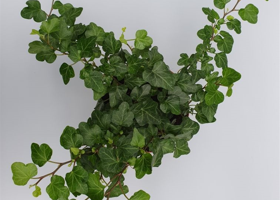 Hedera helix Wonder ASP