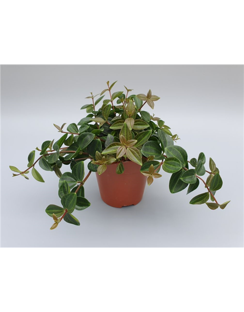 Peperomia angulata Rocco Scuro T12