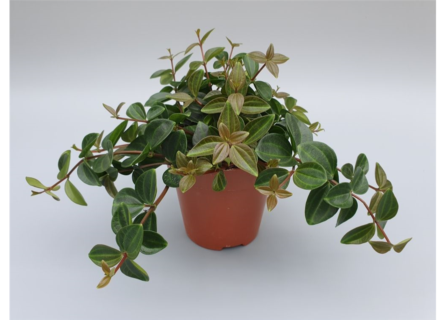 Peperomia angulata Rocco Scuro T12