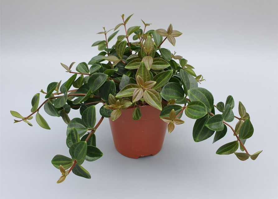 Peperomia angulata Rocco Scuro