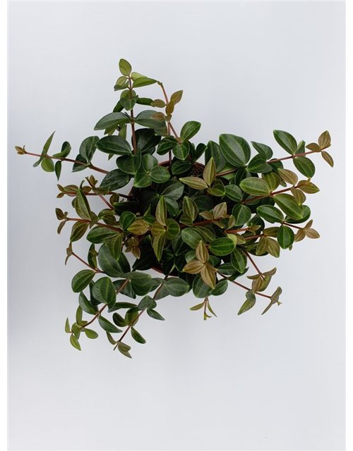 Peperomia angulata Rocco Scuro T12