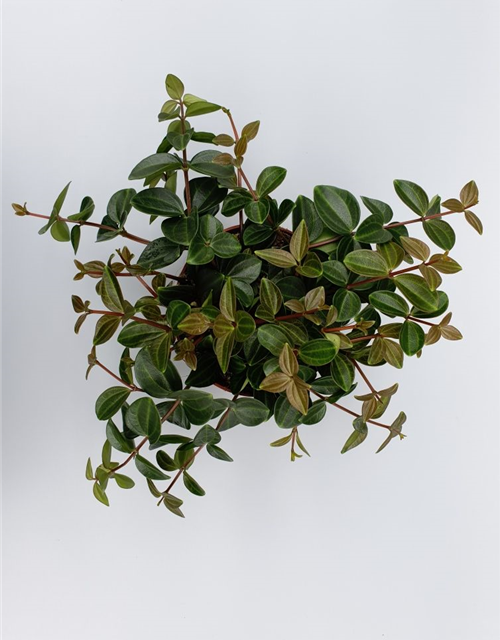 Peperomia angulata Rocco Scuro