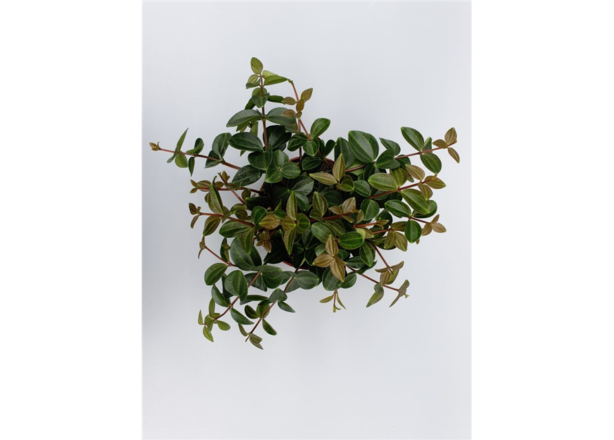 Peperomia angulata Rocco Scuro T12