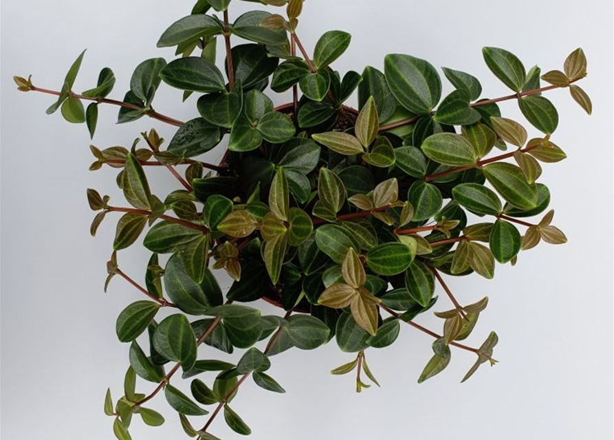 Peperomia angulata Rocco Scuro