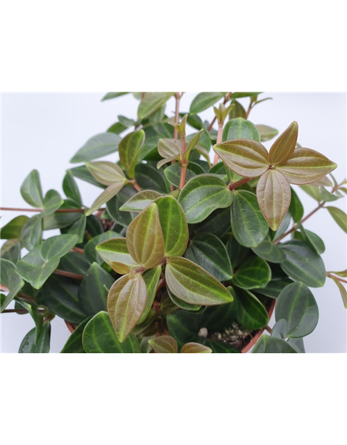 Peperomia angulata Rocco Scuro T12