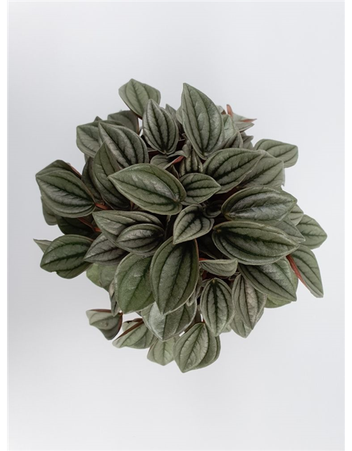 Peperomia Napoli Night T12