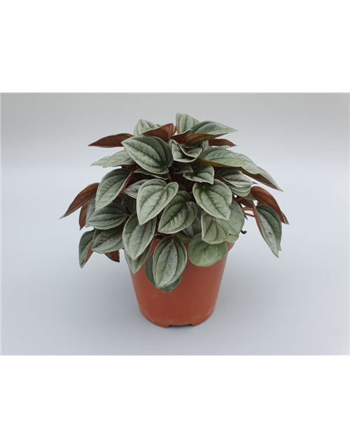 Peperomia Napoli Night T12