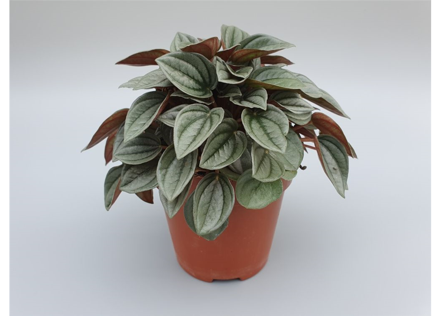 Peperomia Napoli Night T12