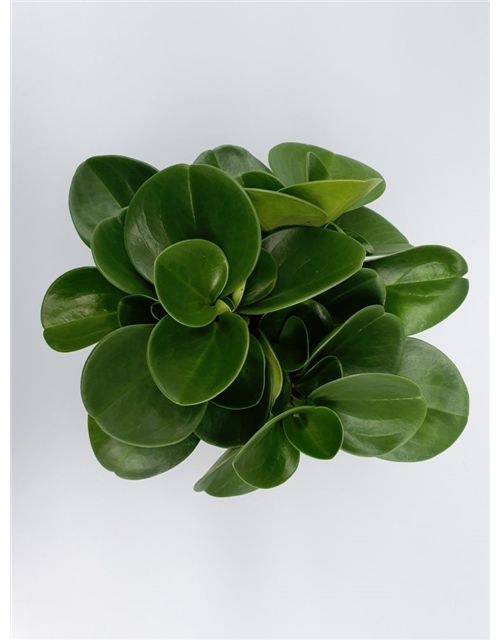 Peperomia obtusifolia Green Gold T12