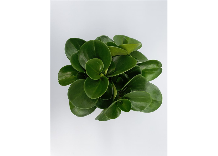 Peperomia obtusifolia Green Gold T12