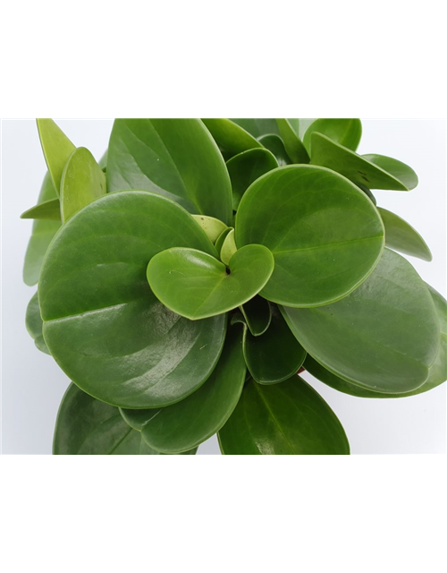 Peperomia obtusifolia Green Gold T12