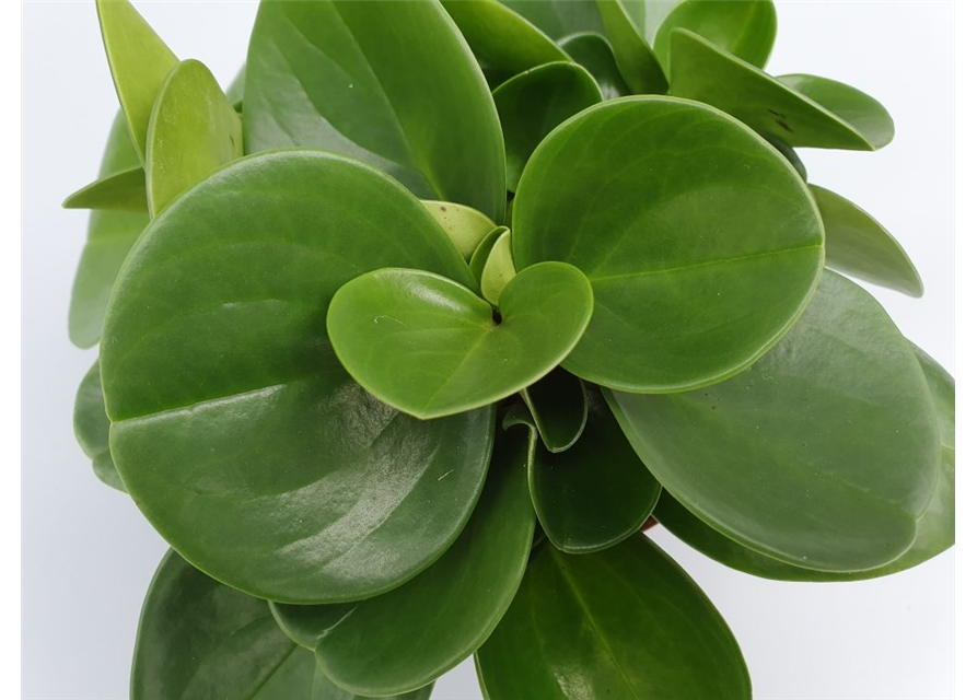 Peperomia obtusifolia Green Gold T12