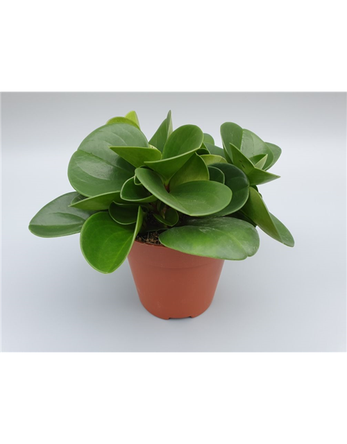 Peperomia obtusifolia Green Gold T12