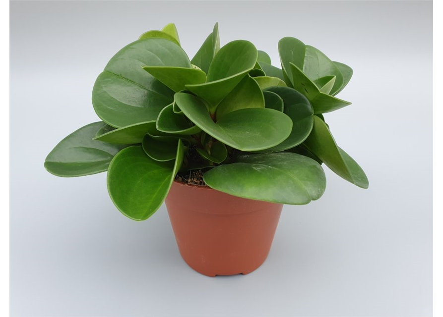 Peperomia obtusifolia Green Gold T12