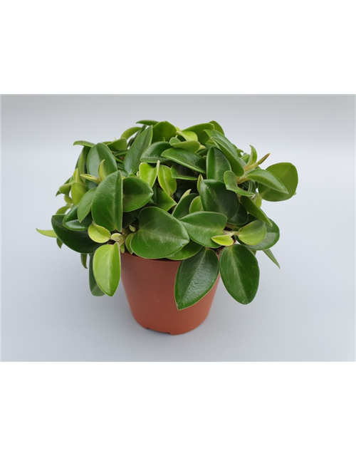 Peperomia prostrata Pixie T12