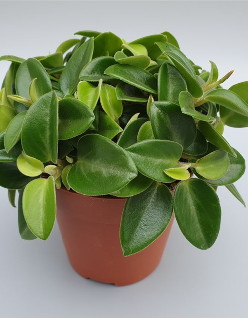 Peperomia prostrata Pixie