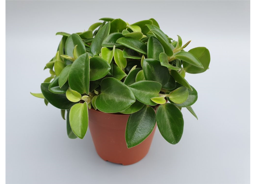 Peperomia prostrata Pixie T12