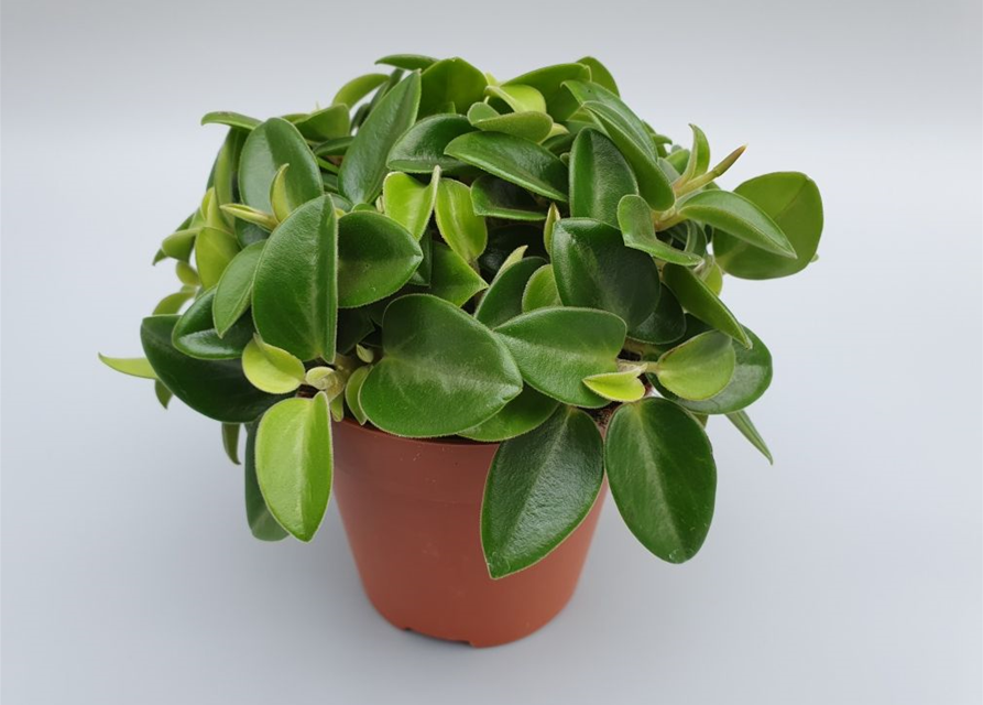 Peperomia prostrata Pixie