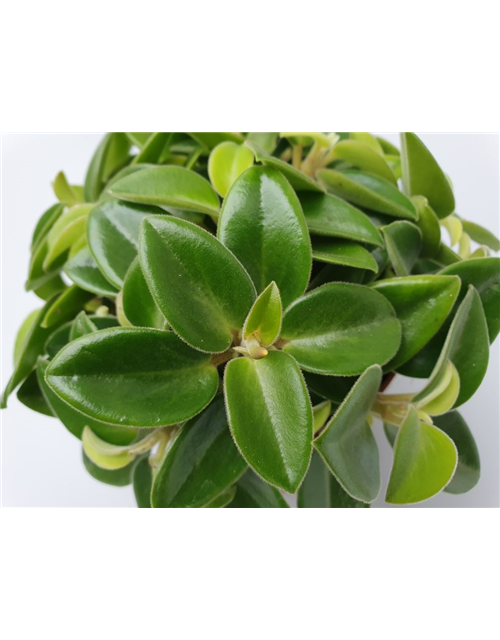 Peperomia prostrata Pixie T12