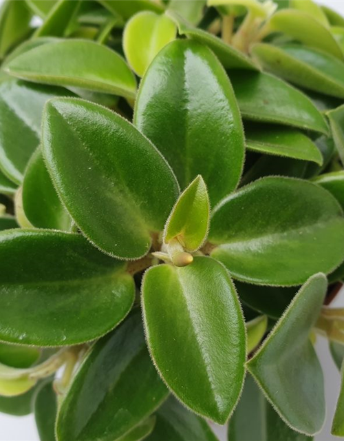 Peperomia prostrata Pixie