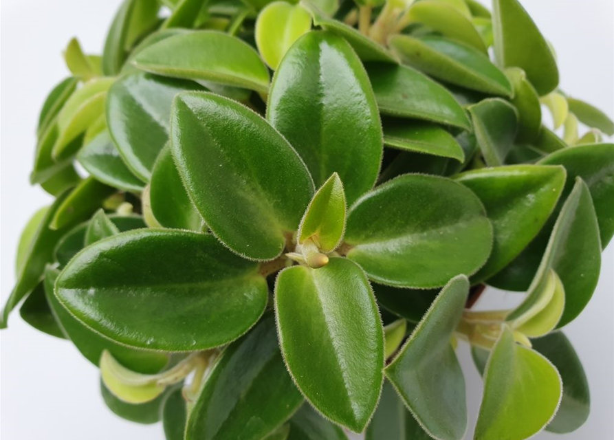 Peperomia prostrata Pixie