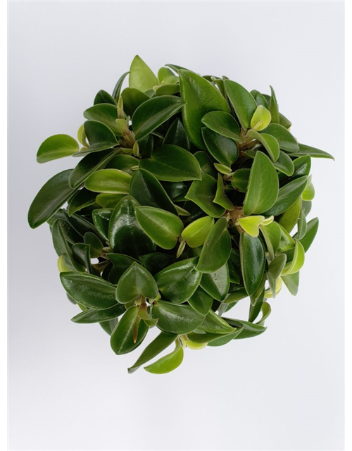 Peperomia prostrata Pixie T12