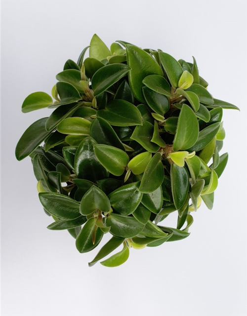 Peperomia prostrata Pixie