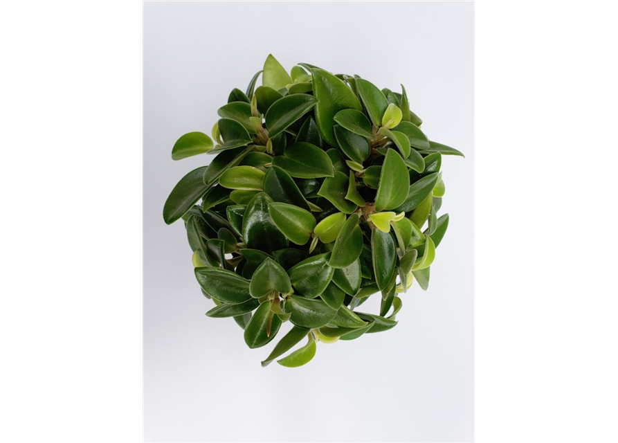 Peperomia prostrata Pixie T12