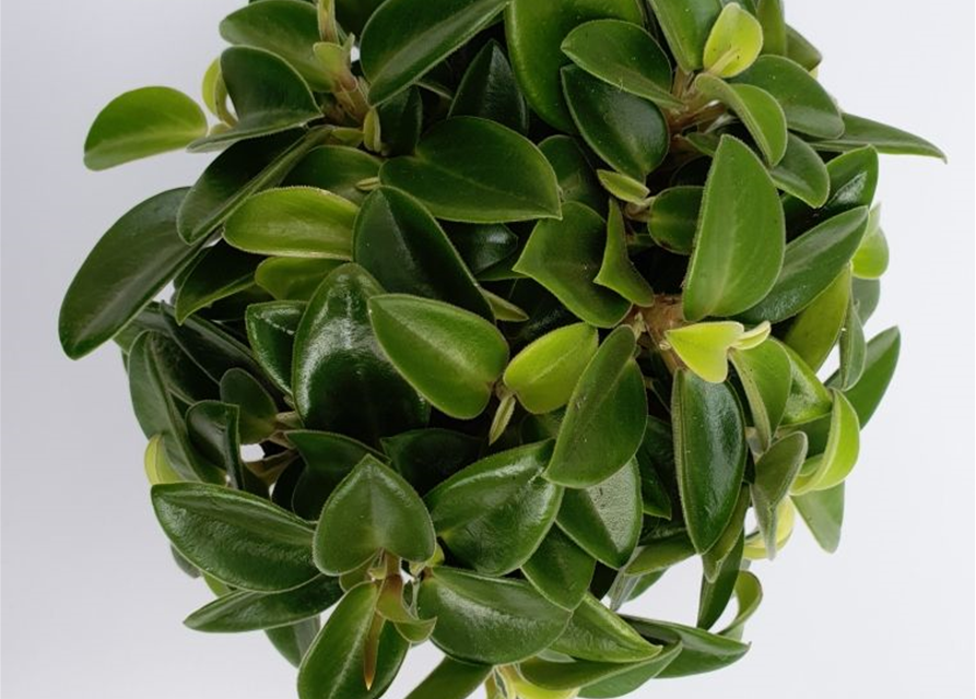 Peperomia prostrata Pixie