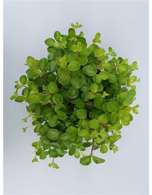 Peperomia rotundifolia T12