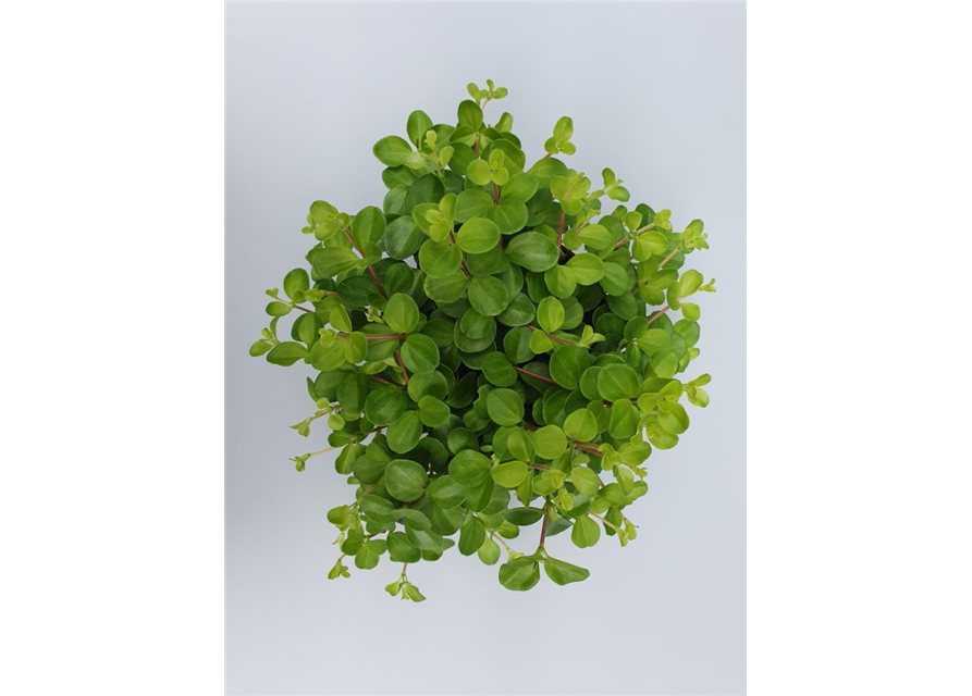 Peperomia rotundifolia T12