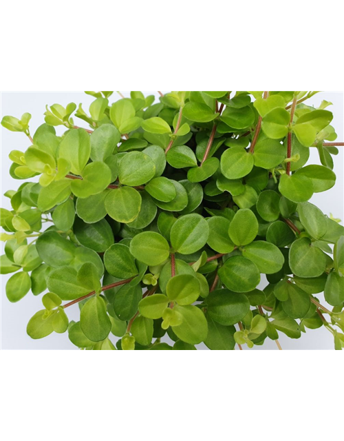 Peperomia rotundifolia T12