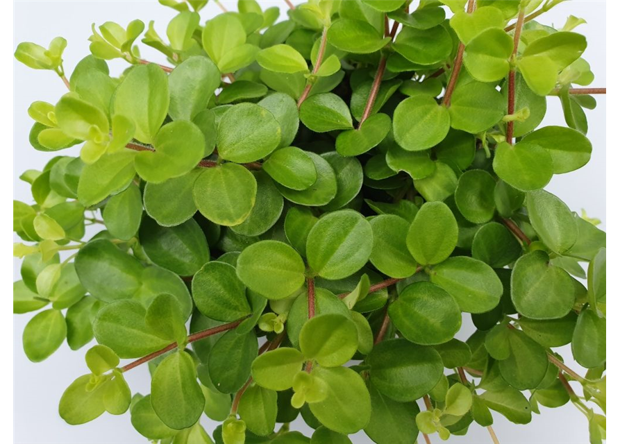 Peperomia rotundifolia T12