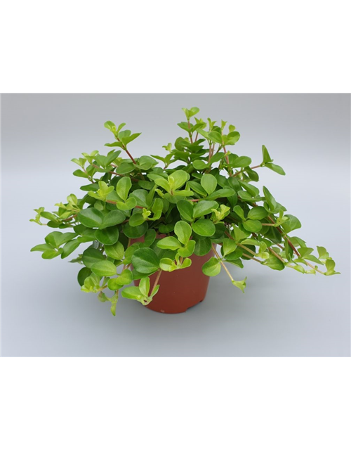 Peperomia rotundifolia T12