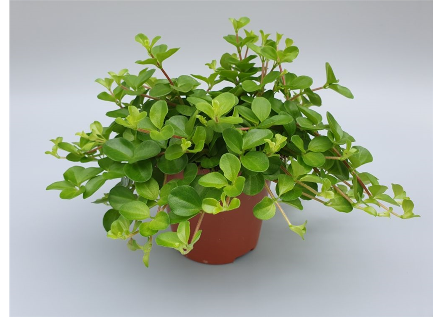 Peperomia rotundifolia T12