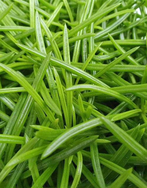 Senecio archeri Himalaya Highlands