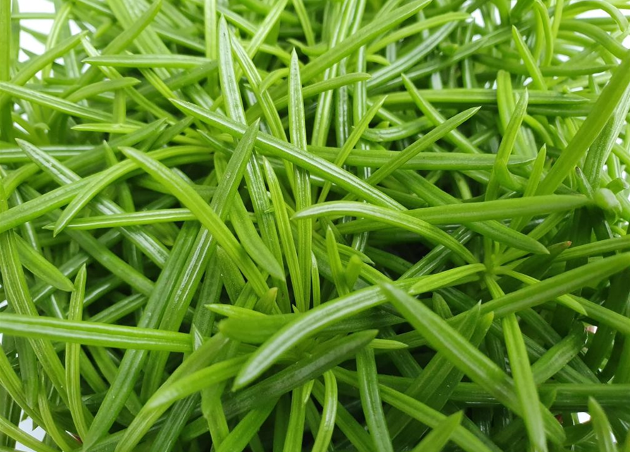 Senecio archeri Himalaya Highlands