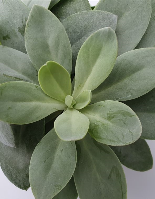 Senecio cephalophorus Mountain Fire