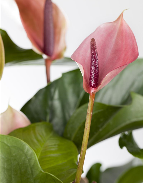 Anthurium andreanum Cherry Champion